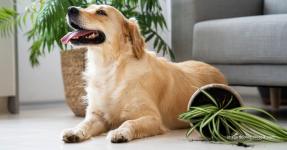 How To Make Your Home Pet Friendly?