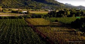 ISIR Enters The Luxury Real Estate Market in Bengaluru With THE VINEYARD by Agrocorp