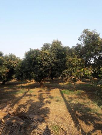 Built-up 1000 Sq.Meter Farm / Agriculture land for Sale in Abrama Valsad by Namrata Desai Built-up 1000 Sq.Meter Farm / Agriculture land for Sale in Abrama Valsad by Namrata Desai