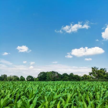 Built-up 26,9100.66 Sq.ft Farm / Agriculture land for Sale in Shikarpur Bulandshahar by Abhibav Gaur Built-up 26,9100.66 Sq.ft Farm / Agriculture land for Sale in Shikarpur Bulandshahar by Abhibav Gaur