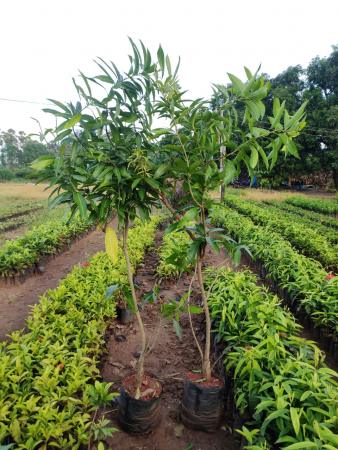 Plot 1350 Sq.ft Commercial Space for Sale in Aaradhya infra housing project. ICRISAT Hyderabad by Koula Kalyani Plot 1350 Sq.ft Commercial Space for Sale in Aaradhya infra housing project. ICRISAT Hyderabad by Koula Kalyani