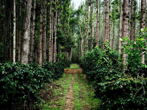 Plot 5000 Sq.ft Commercial Plot for Sale in Yercaud Salem by Mary Priya Plot 5000 Sq.ft Commercial Plot for Sale in Yercaud Salem by Mary Priya