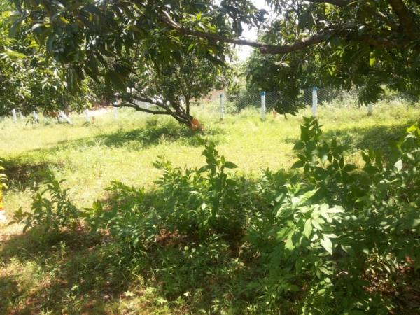Farm House for Sale of Built-up 436 Sq.ft in Viseryus Garden Alagar Kovil Road Madurai by Manimegalai Farm House for Sale of Built-up 436 Sq.ft in Viseryus Garden Alagar Kovil Road Madurai by Manimegalai