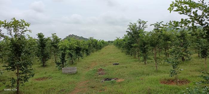 Residential Plot for Sale of Plot 150 Sq.Yard in Chilakaluripeta Guntur by Shaik Azeez Ahamed Residential Plot for Sale of Plot 150 Sq.Yard in Chilakaluripeta Guntur by Shaik Azeez Ahamed