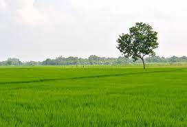 Property for Sale of Plot 242 Sq.Yard in Narsapur Highway Hyderabad by Harika Property for Sale of Plot 242 Sq.Yard in Narsapur Highway Hyderabad by Harika
