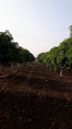 Built-up 4.05 Acre Farm / Agriculture land for Rent in Anjena Mango and Coconut Farms Bidar Hyderabad Road Bidar by Rajkumar Suryavanshi Built-up 4.05 Acre Farm / Agriculture land for Rent in Anjena Mango and Coconut Farms Bidar Hyderabad Road Bidar by Rajkumar Suryavanshi