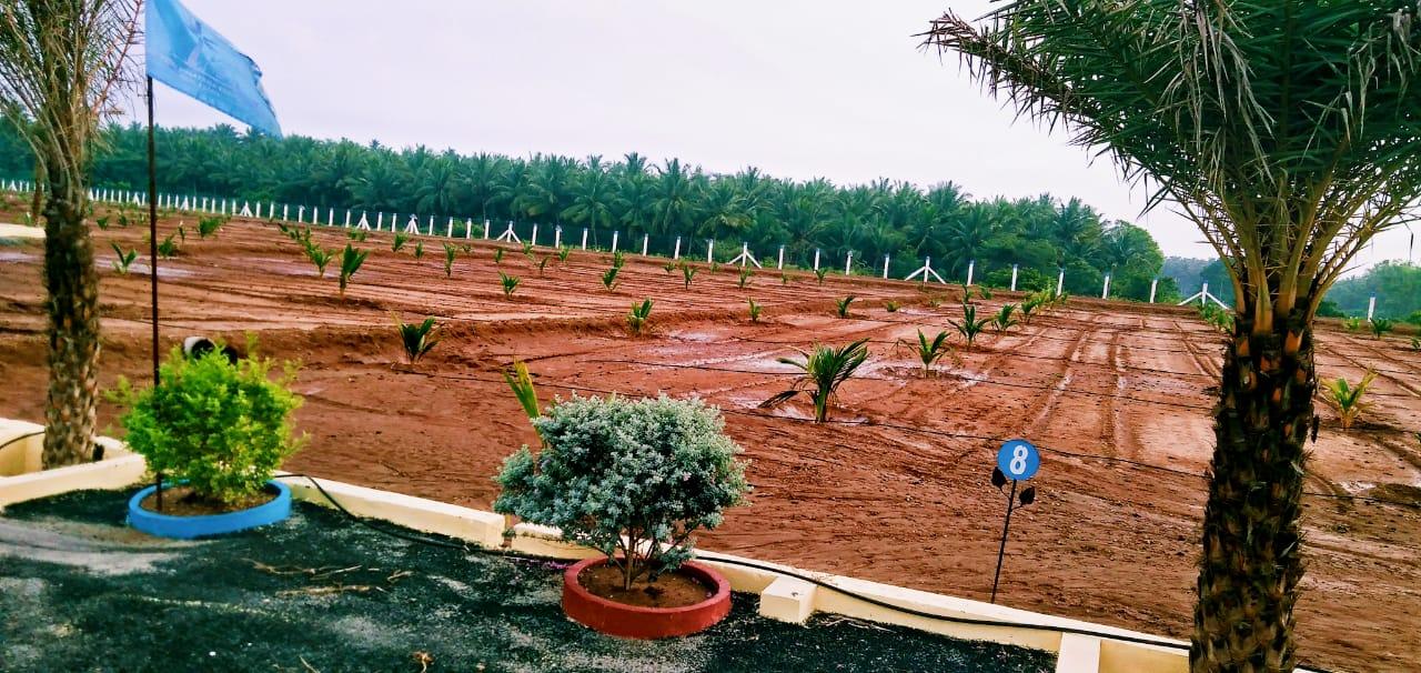 Plot 13950 Sq.ft Farm / Agriculture land for Sale in Grand Coco Farms Kinattukkadavu Coimbatore by Suresh Kumar Plot 13950 Sq.ft Farm / Agriculture land for Sale in Grand Coco Farms Kinattukkadavu Coimbatore by Suresh Kumar