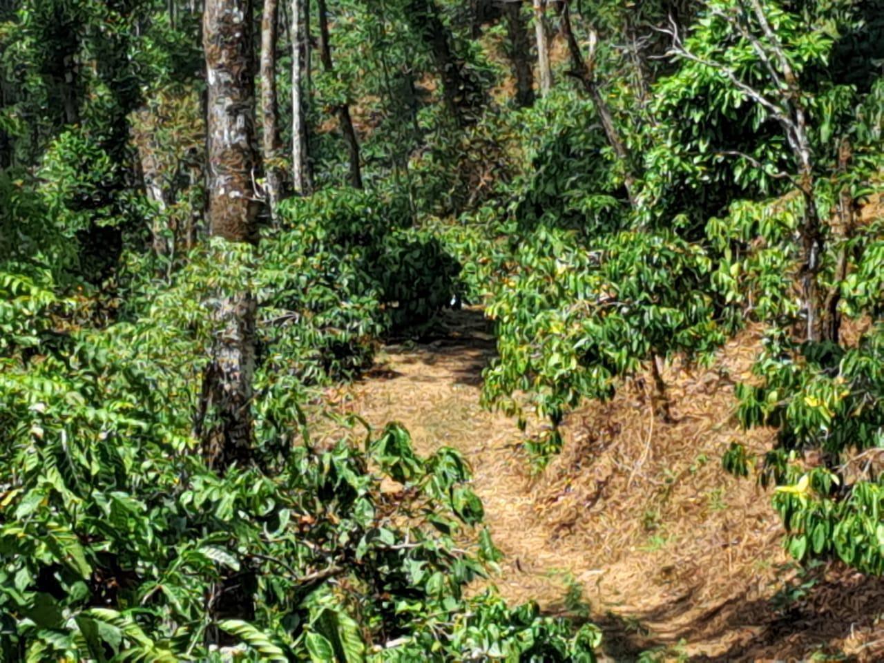 Plot 53.57 Acre Farm / Agriculture Land for Sale in  Coorg by Times Properties