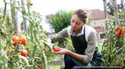 Mount Alterra Vegetable garden